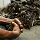 Laborers sort pods of vanilla for export
